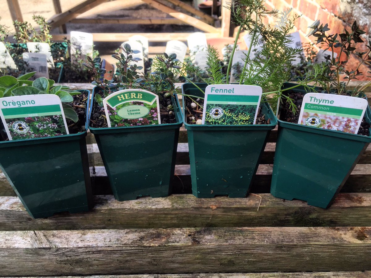 NTKingstonLacy's tweet photo. Item of the week in the #KLshop! Add fresh mint to summer drinks or fresh thyme to crispy roasties. #Herbs #garden https://t.co/GLo825SvFz
