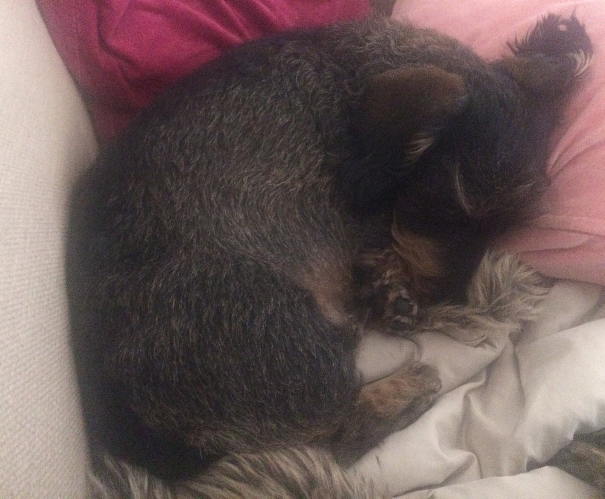 Archie_and_Me's tweet photo. Think Archie wants a duvet a day xx https://t.co/xQmGNypJqE