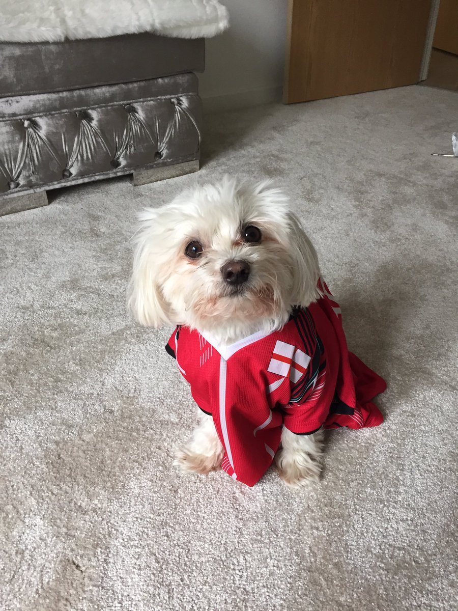 BowserAdcock's tweet photo. Im giving away1 of mummy's top signed by daddy aswell  🐾 follow me &amp; RT to win! I will bark the WINNER 6th April 🐶🏸 https://t.co/7eqeJA1bgj