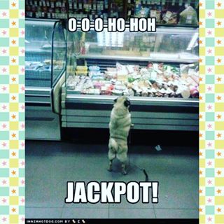 Joy_PhotoCam's tweet photo. 🐶#pugs #pug #pugpuppy #APARN #pugrescue #rescue #nokillshelter #dog #dogs #flatfaceddogs https://t.co/cEXdiyLiLg https://t.co/BDVb9U0jcD