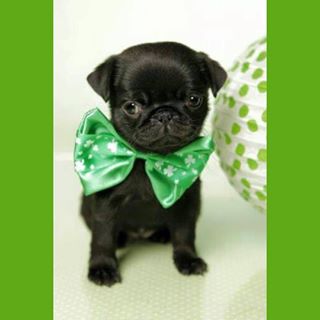 Joy_PhotoCam's tweet photo. ☘#pugs #pug #pugpuppy #APARN #pugrescue #rescue #nokillshelter #dog #dogs #flatfaceddogs 💚 https://t.co/mxsoYHJig8 https://t.co/A5ciaJkSDn