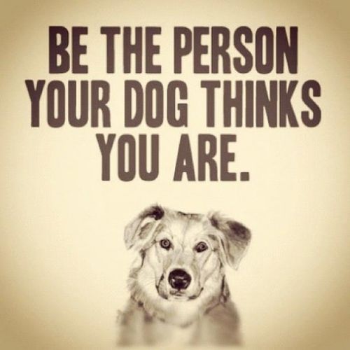 EvanCanine's tweet photo. https://t.co/MJ0uJ9jdp0