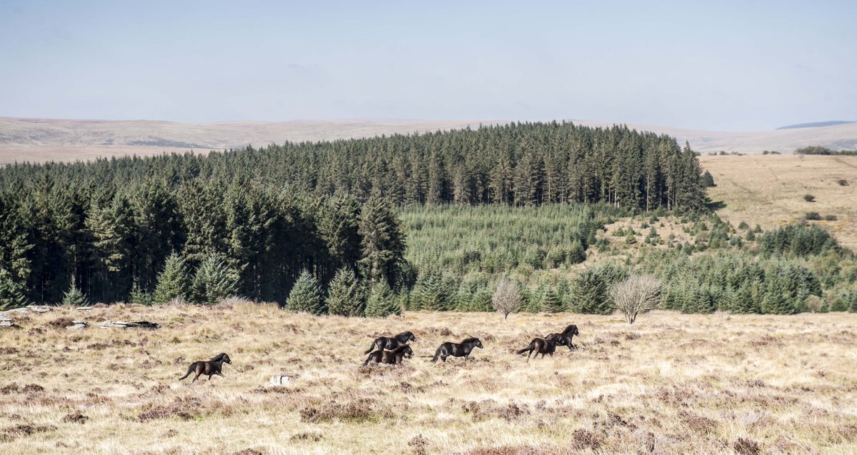 ForestryEngland's tweet photo. Enter your spring forest photos to win £50 voucher using #WakeUpToSpring on @instagram: https://t.co/9Cri8kAlet https://t.co/CZn7ZrVs5F