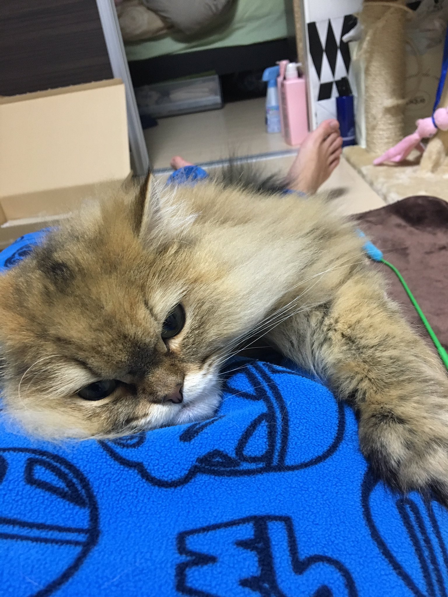 ねこがついてくる Twitter Search Twitter