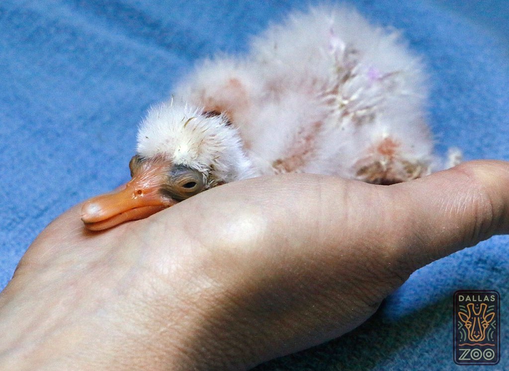 DallasZoo's tweet photo. SPOON BABES! We’re welcoming 6 #spoonbill chicks. In the past year we’ve hatched more spoonbills than any other zoo. https://t.co/wkmDm8vdza