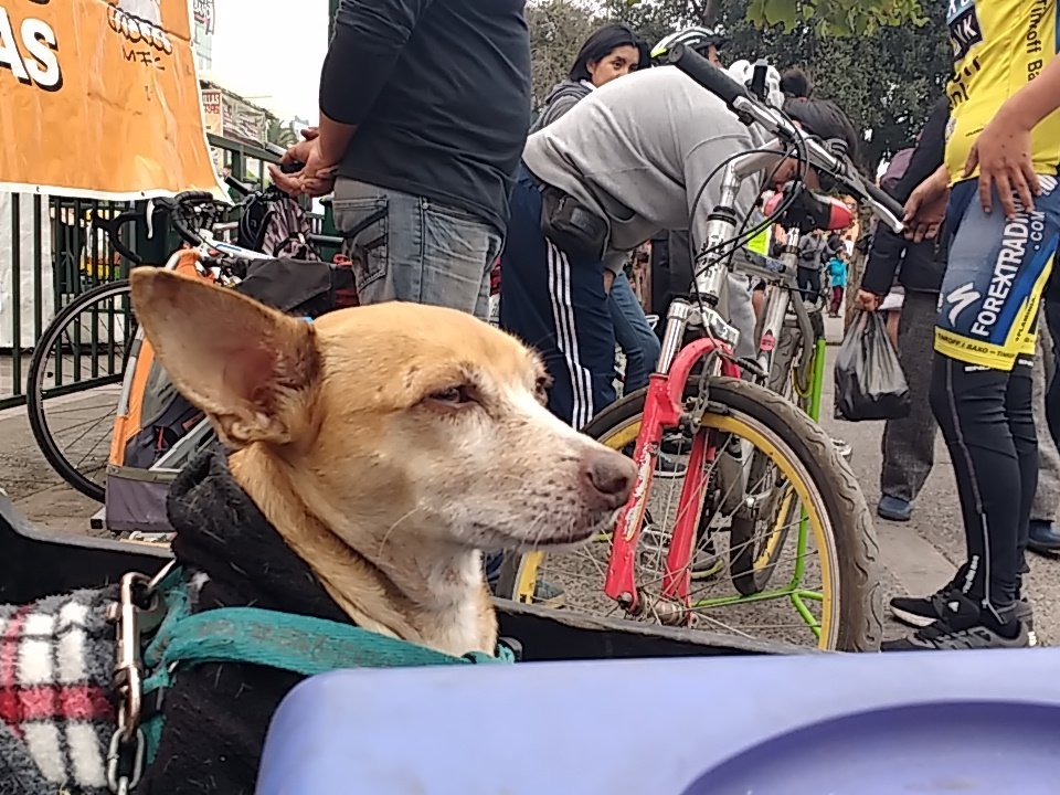 mueveteCL's tweet photo. LUCHOOO VEN A LA EXPLANADA DE LA PLAZA DE MAIPÚ!!! #FMB5 #Mandru 🚴 https://t.co/8vwYjJzNkf