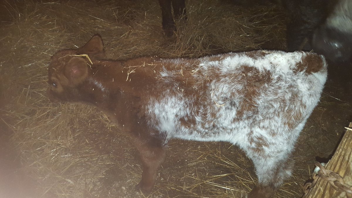 jagerbeef's tweet photo. Calving is like a box of chocolates, you never know what you are going to get. 1/2 blood simmy https://t.co/98EQHm2heB