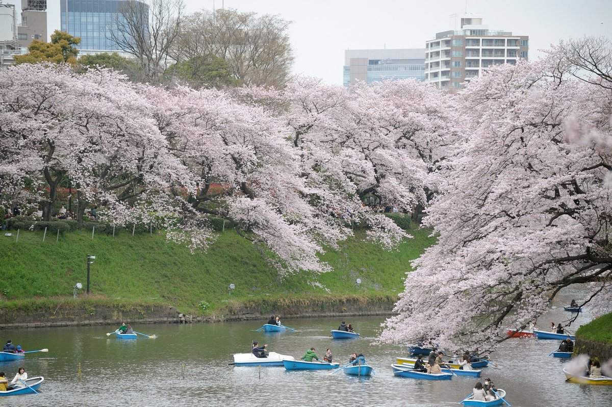calculus987's tweet photo. 千鳥ヶ淵公園の桜 https://t.co/l1lDulvtuS