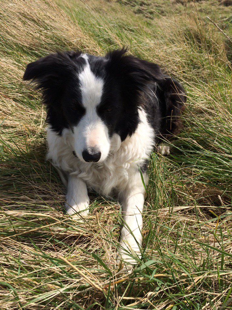 FoxandHardy's tweet photo. Spring sunshine #lifeintheopen #bordercollie #kent #marshes https://t.co/N5maPEnFpo