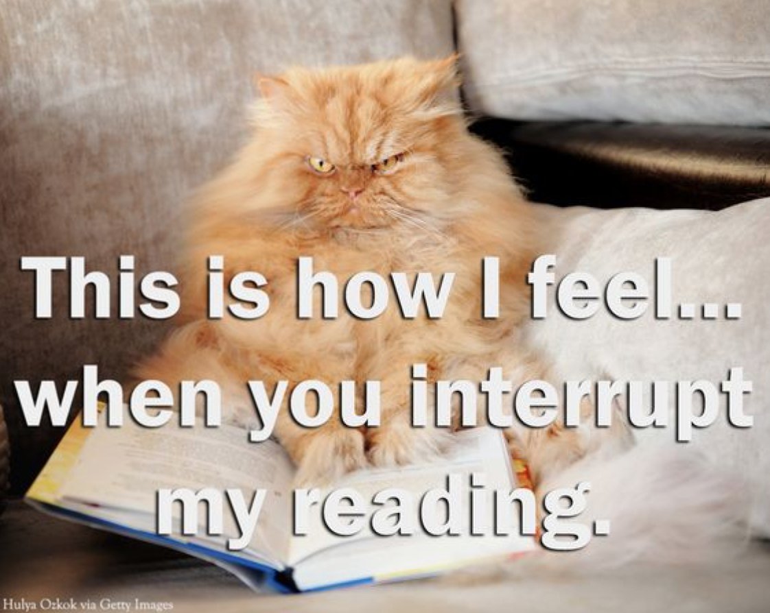 goodreads's tweet photo. No interruptions, please! https://t.co/jIxJnDxNxG https://t.co/FcPpKz5FUj