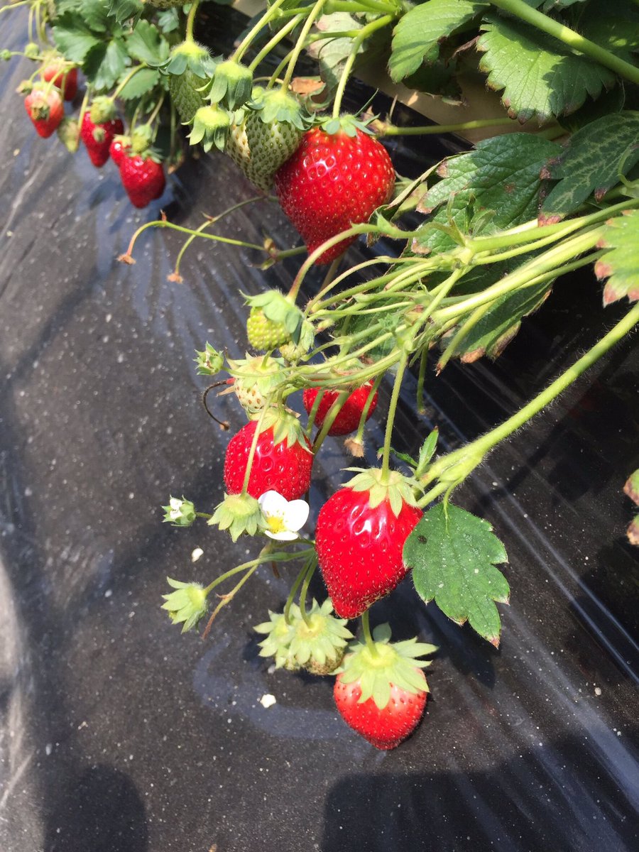 jaqsuzy's tweet photo. 4.31
最初で最後の春休みだったよ🍓🌸 https://t.co/Y9YRrdIu6O