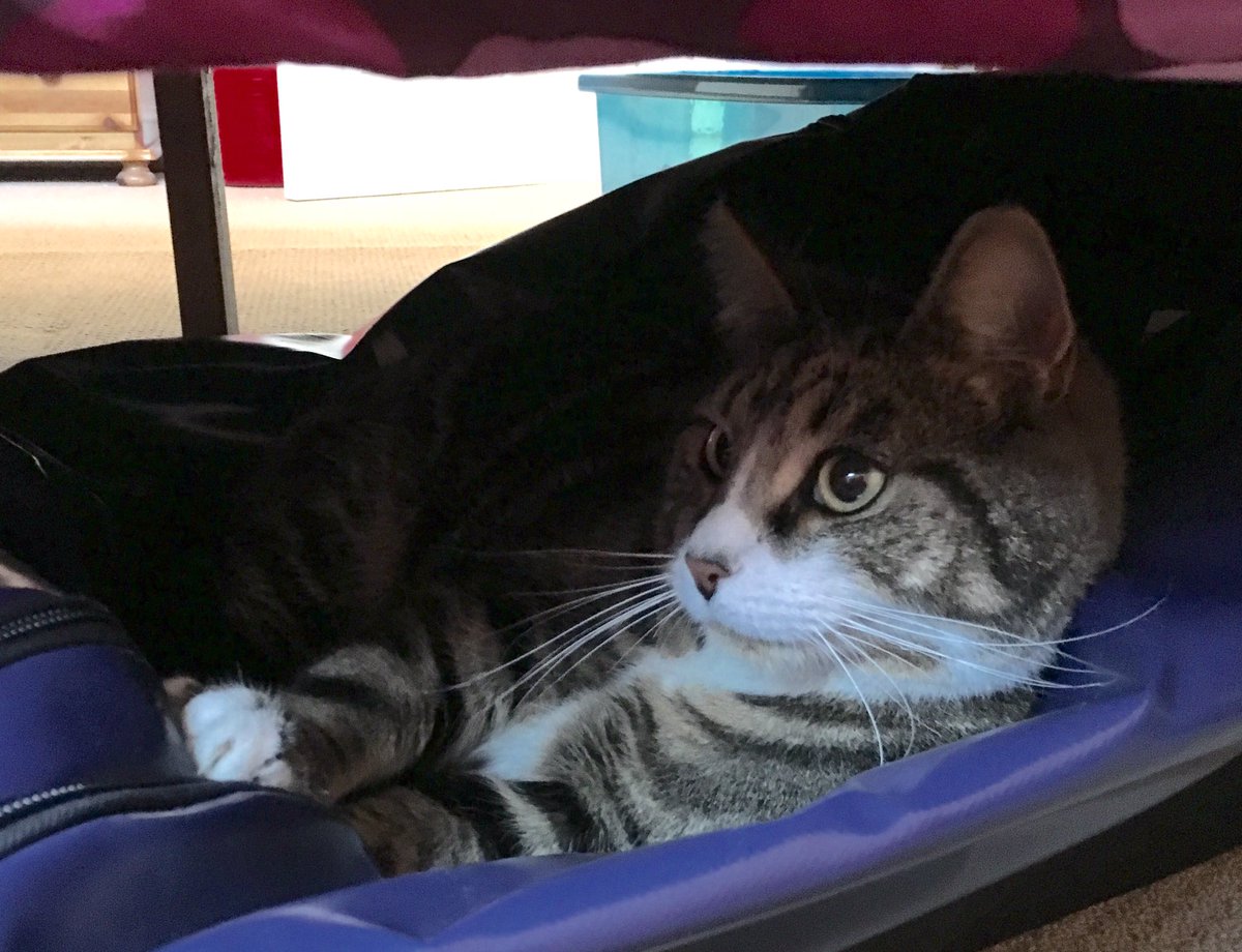 elsdraeger's tweet image. 2 months since moving, and Kwazii is with me again. #ContentedCat #ElsMovesHouse