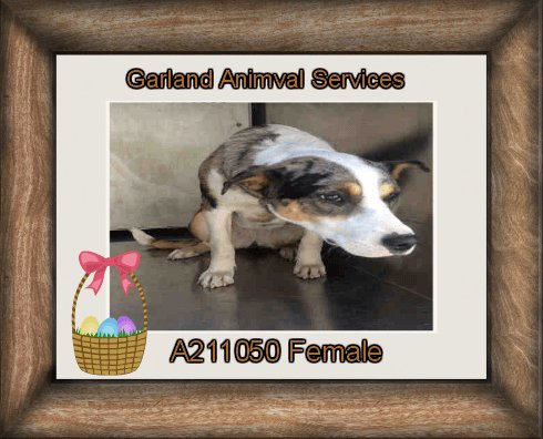 Pleasehelpbeau's tweet photo. Cattle Dog Garland Texas needs rescue https://t.co/n7gUJdlhiD https://t.co/nliuolsL3s