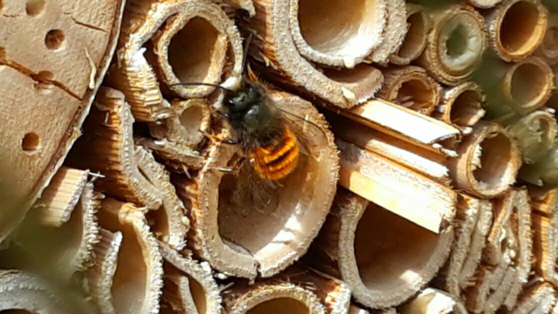 Freue mich riesig: Meine kleinen #bienen sind wieder da :-) 
#duesseldorf #stadtbalkon