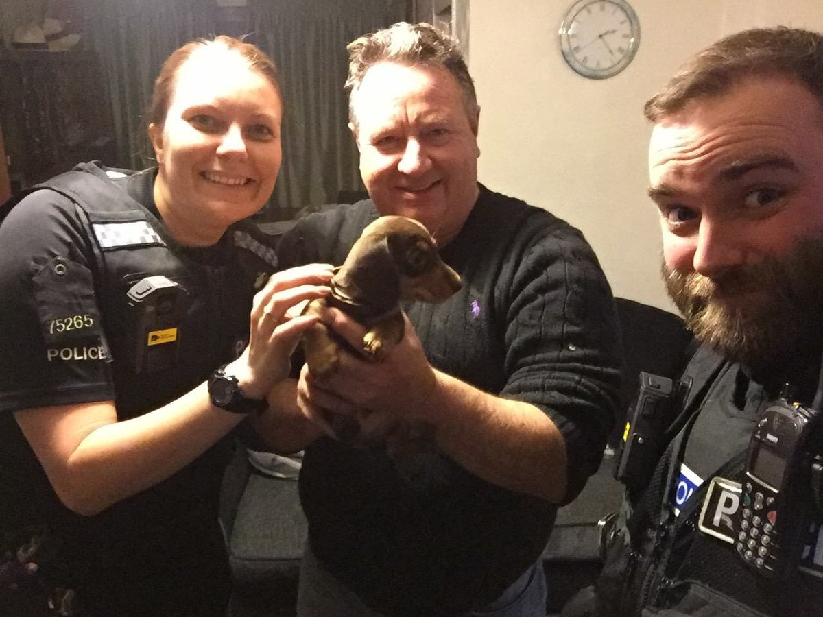 UKCopHumour's tweet photo. Today's #DogOfTheDay is 7 week old Ralph who was stolen in a burglary in Essex. Officers returned him to his owne... https://t.co/uLzUllws3K