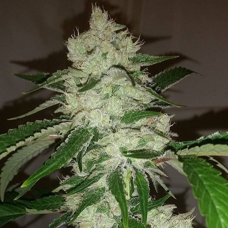 applejuice14431's tweet photo. REPOST from @theplugbcn
#headbanger #karmagenetics #karmasquad #theplugbcn #pheno12 #dank #weedporn #flavours @thekโฆ https://t.co/uM77Kieo0G