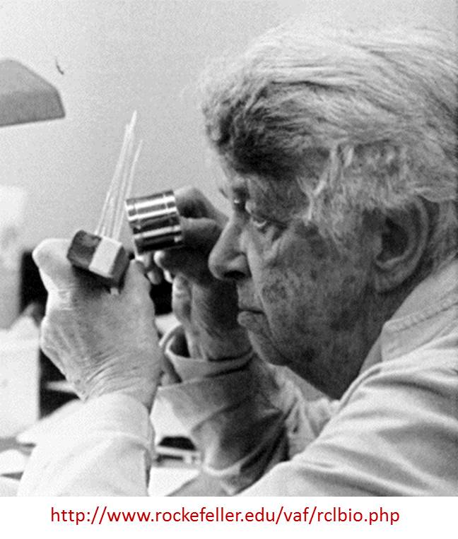 SEMicrobiologia's tweet photo. Rebecca Lancefield (1895–981) clasifica a los Streptococcus según los antígenos de su envoltura #microMOOCSEM https://t.co/dvzQy2FB9a