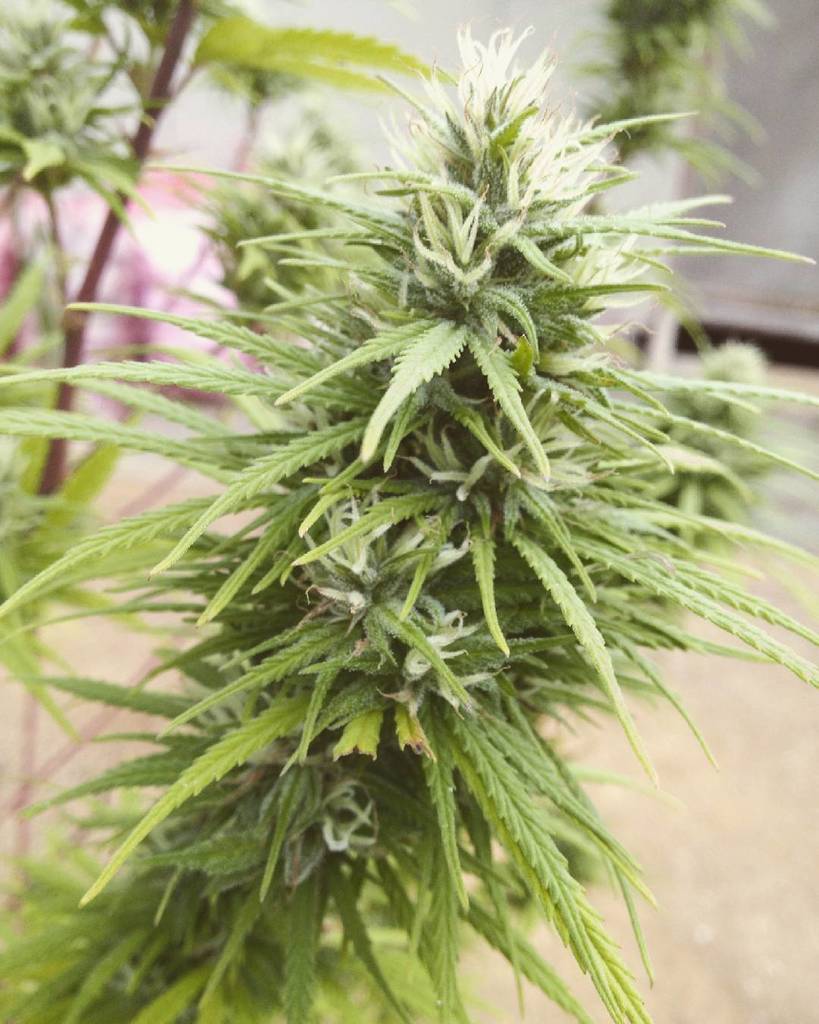 CamilahHernande's tweet photo. 😑😆😍
#happy #abril #weed #instalike #instafeliz #instahappy #instavola #instavida #instaloca #verde #April #amor #ha… https://t.co/j2G7CoKF8D