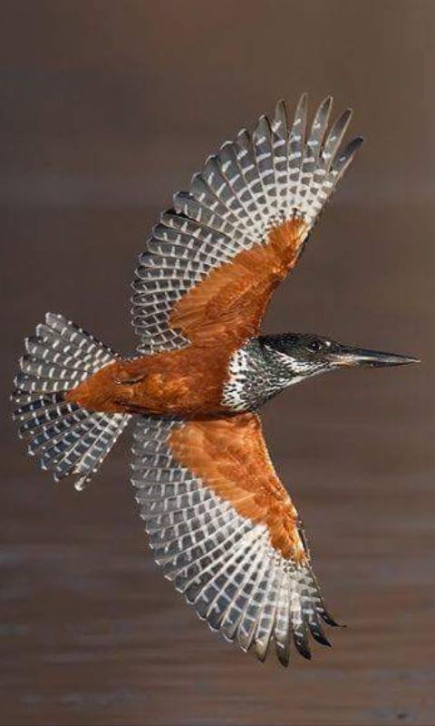 salehhadisalem's tweet photo. @ANASTALYA Merci mon amie
๐บโค๐ทโค๐โค๐นโค https://t.co/nxEsrRsPhM