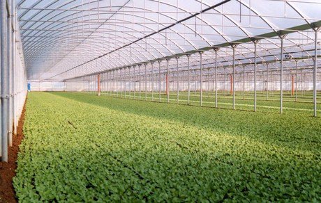 FreshPlaza_it's tweet photo. Cresce la richiesta di serre da parte di aziende di piccole dimensioni e dedite al biologico
https://t.co/STEKr17jbp https://t.co/w8Ze2pLIN4