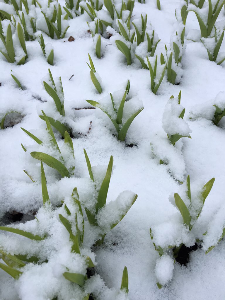 LauraGailRowe's tweet photo. April snow followed by 40 mph winds #aprilfoolsday2016 a day late https://t.co/hD2GY9epeB