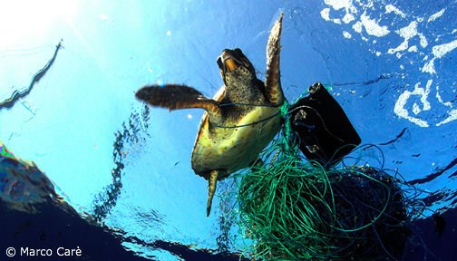 OurOcean's tweet photo. What do we actually know about the ecological impacts of marine debris? https://t.co/Z60ZFs2VMf via @ChelseaRochman https://t.co/I0dDCnRdVO