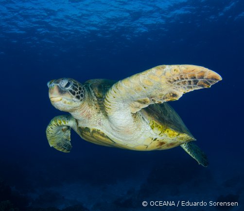 oceana's tweet photo. Tell @POTUS: Protect #seaturtles from shrimp trawl nets https://t.co/JMjbSutKQd https://t.co/tYVPLM3QPU