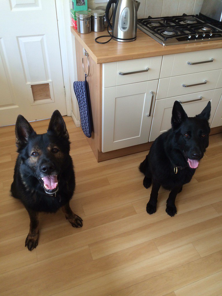 Cruwyser's tweet photo. Retired PD Bodie looking after his mate @PD_Sally for the day 🐾 #RunBuddies https://t.co/EsSVouj4KN