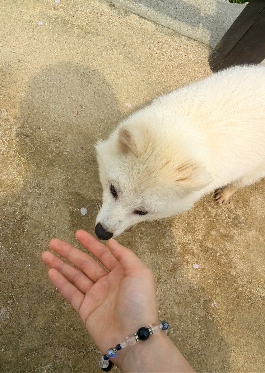 宮島にいる 幸運の白ダヌキ ちゃんがポメラニアンさんみたいで激かわ やあって感じがたまらん 見たい Togetter