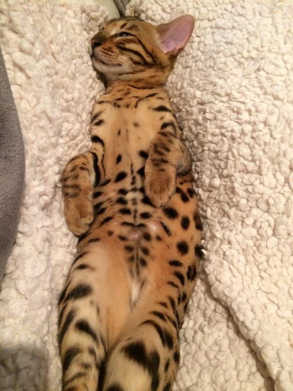 Joey Essex tweet media