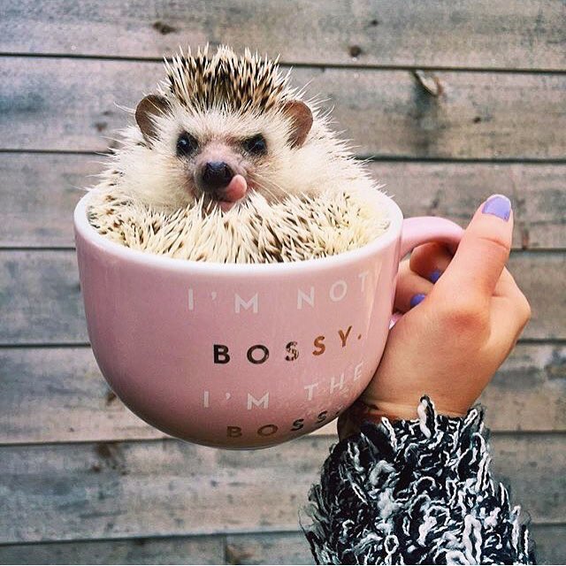 The Chocolate Fest (@thechocfestival) on Twitter photo 