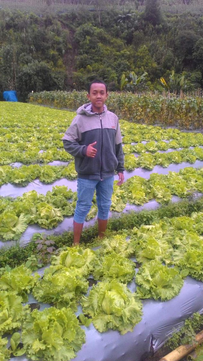 Gambar Kebun Sayur