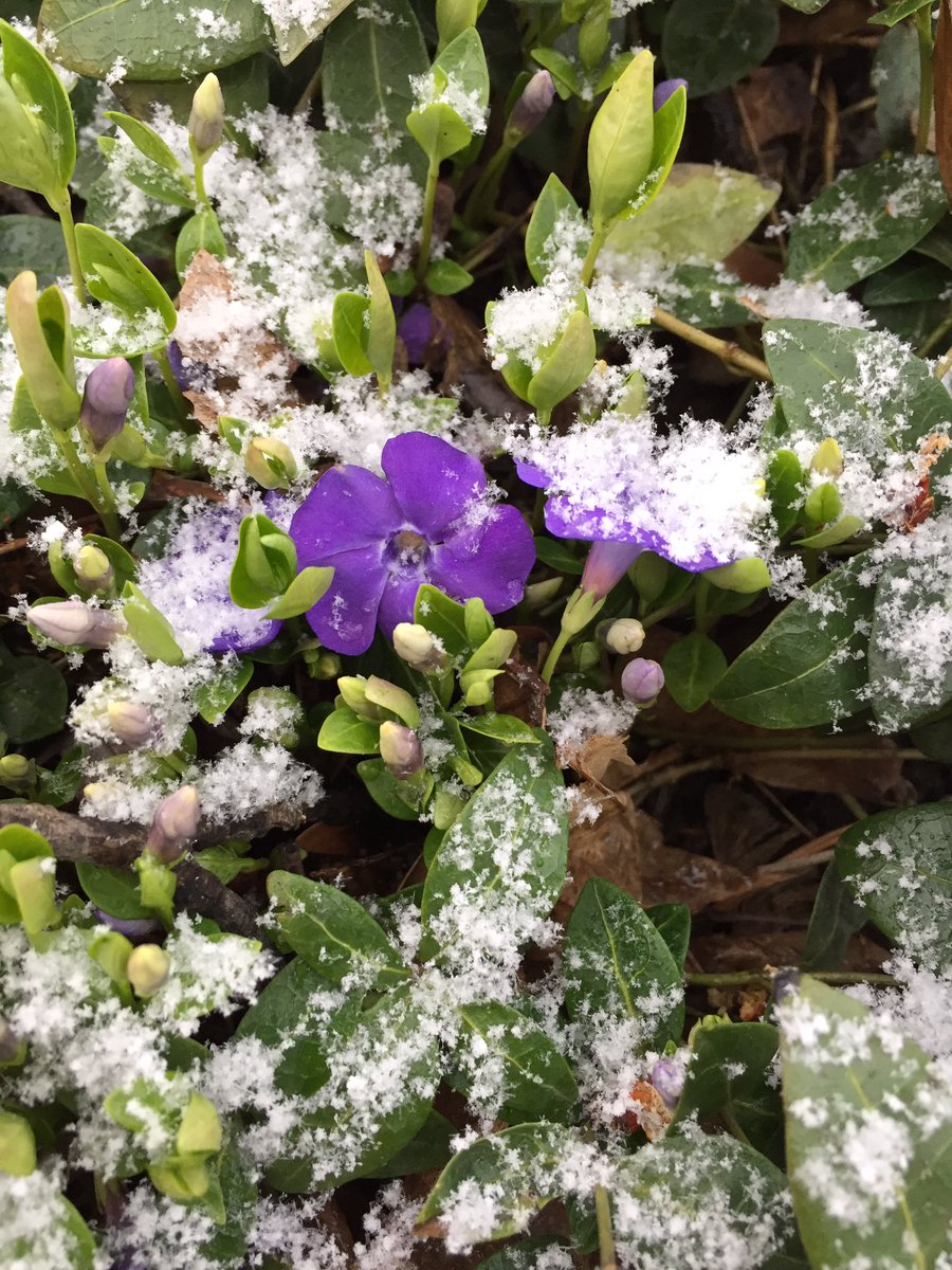 nb_parks's tweet photo. Will April snow bring May flowers? #SpringBreakSnow https://t.co/tQ0Y7K3H5n