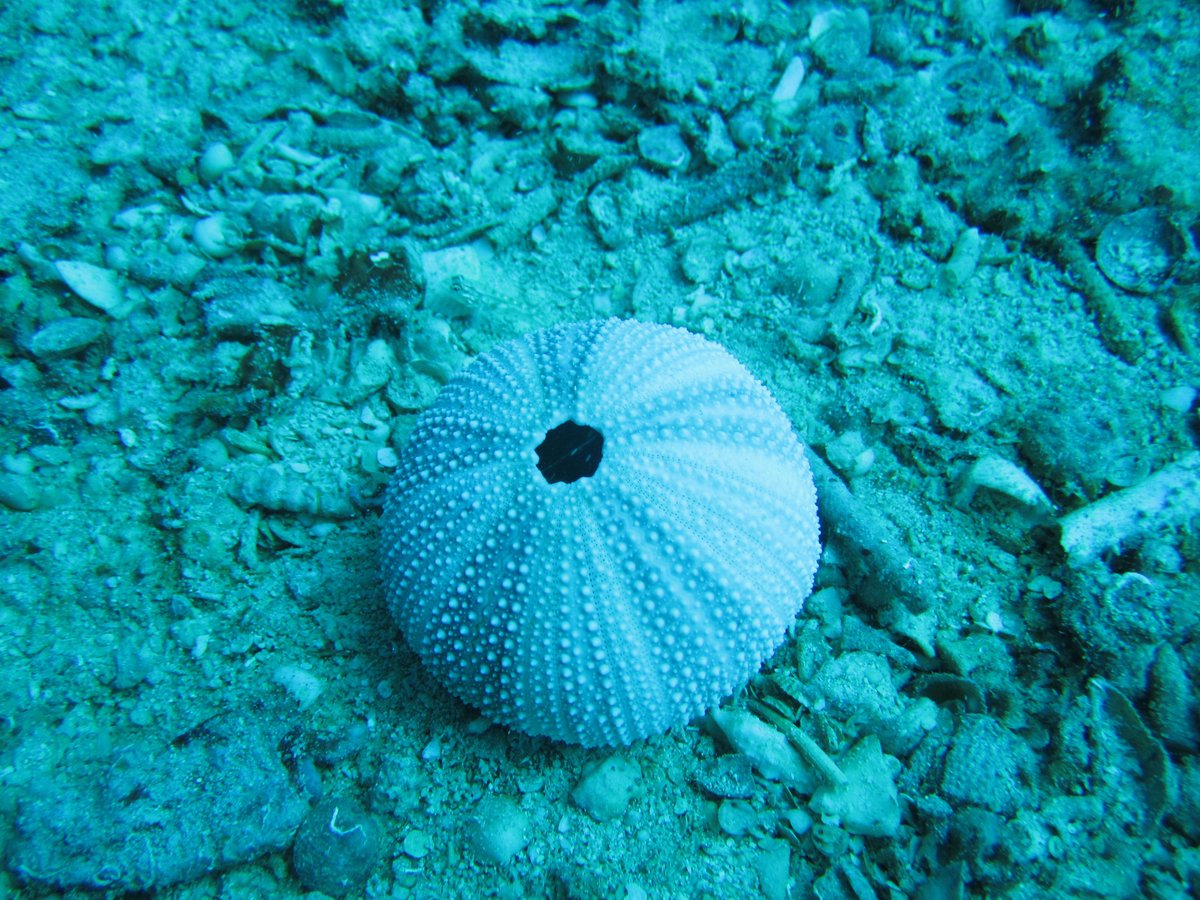 passportmommy's tweet image. #scuba #proposal! 65 feet deep! #engagements #engagementrings #weddings #love #surprise #Anguilla #gettingmarried!