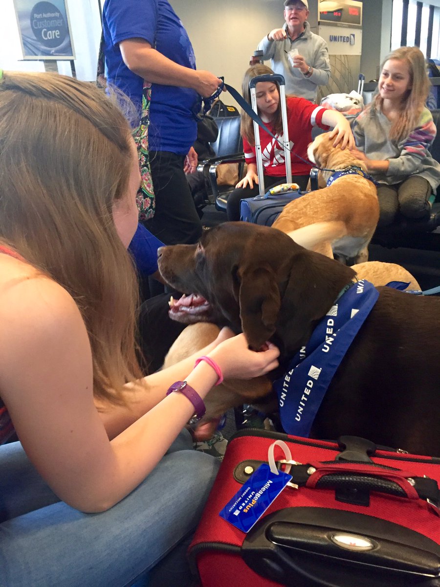 Who let the dogs out? Cheers to #ccpettherapy and #UnitedPaws  for bringing these beautiful dogs to the gate area.