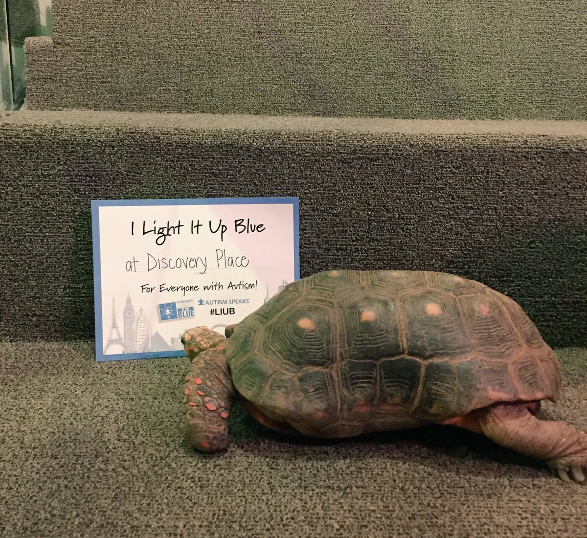 Even Herbie is helping us Light It Up Blue at @discoveryplace and raise awareness for the 1 in 68. #LIUB