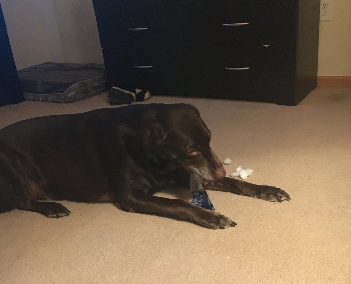 SeeCharlieFetch's tweet image. Chewing my water bottle to pieces.