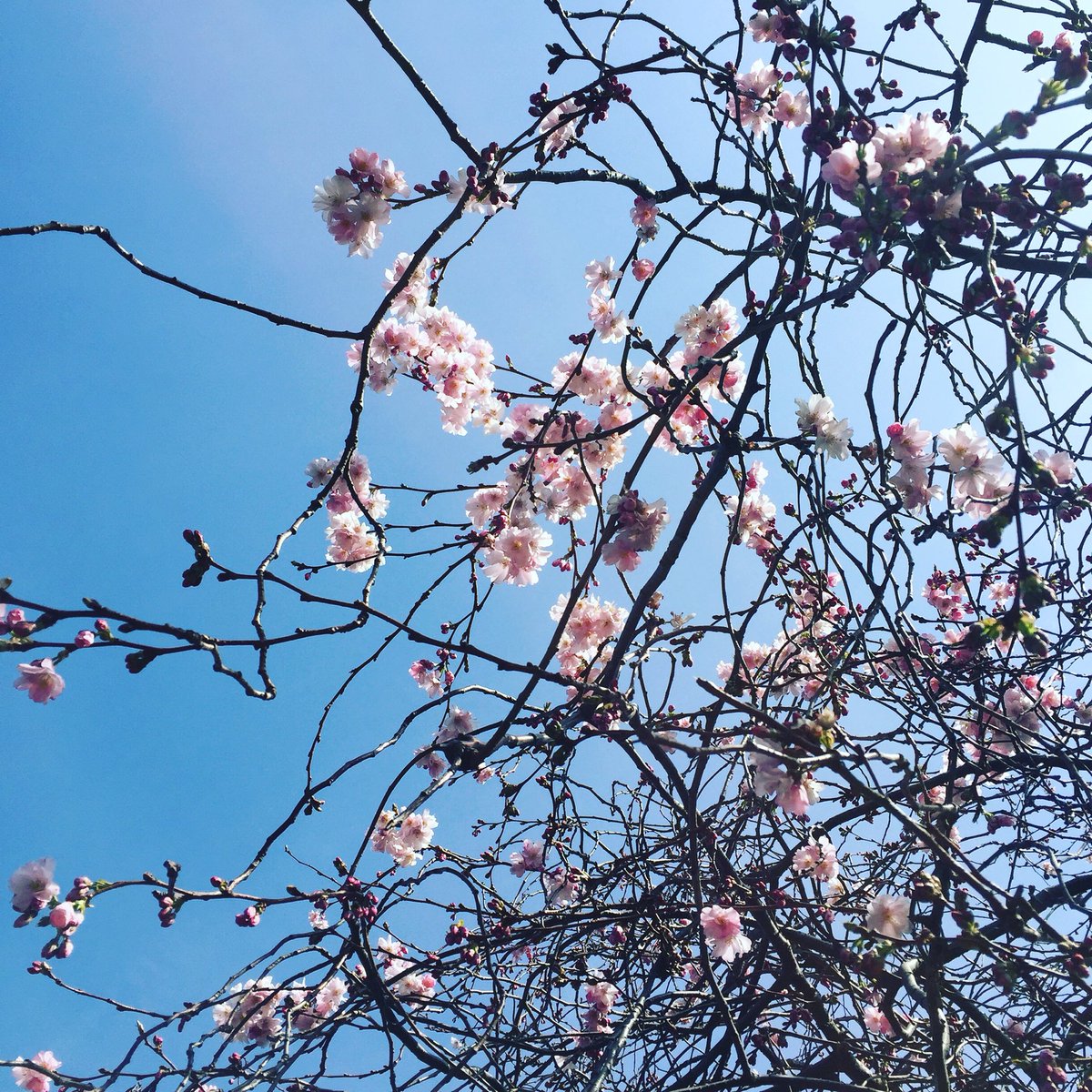 chiarastarr's tweet photo. Blossom and blue skies in London #weekend https://t.co/DFfs5Wjjrb
