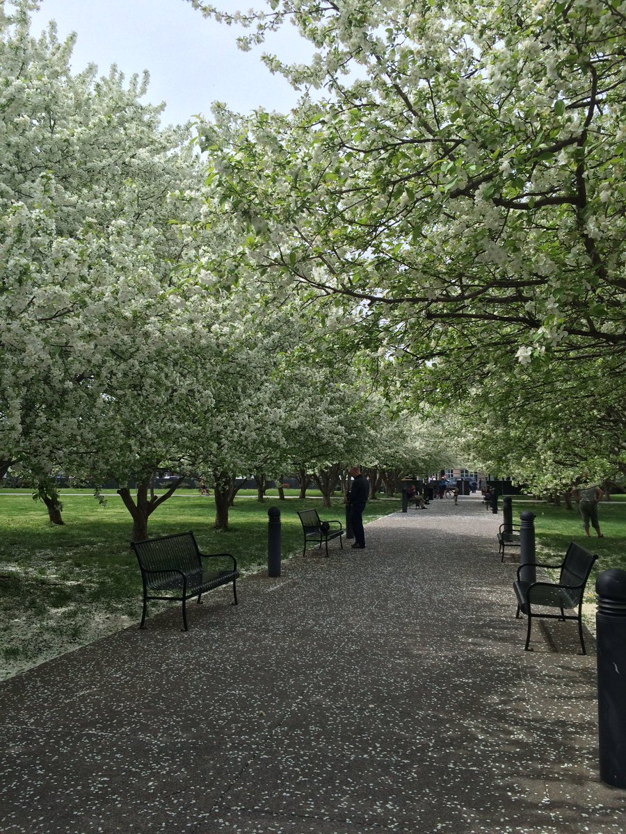 connerpat61's tweet photo. Springtime on the Bicentennial Mall. Gorgeous 😀 https://t.co/ZcVXoigdqV