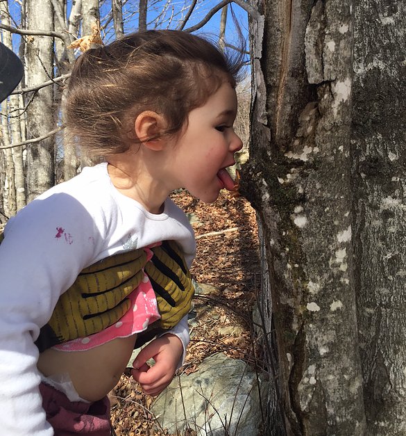MyManchesterVT's tweet photo. Awwwww...#maple sugar! https://t.co/DtrLuZcxZ6 via @ploughstone #vtgold #thisisvt https://t.co/cTjqFlDBOG