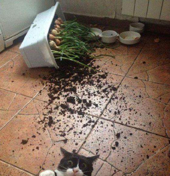 Alors_Chat tweet picture