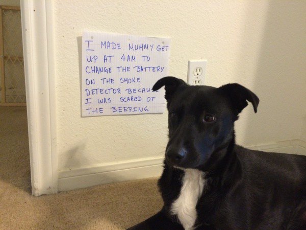 Honorary Firefighter dogshaming.com/2016/04/honora…