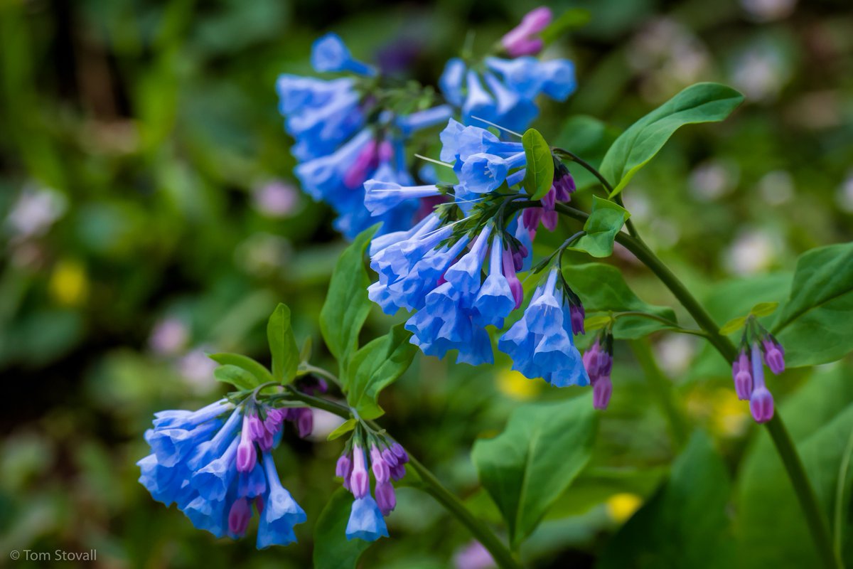 lightlifeimages's tweet photo. #Virginia #Bluebells in full bloom at #BullRunPark #Nova_Parks #NVRPA https://t.co/bHbDPED7xy