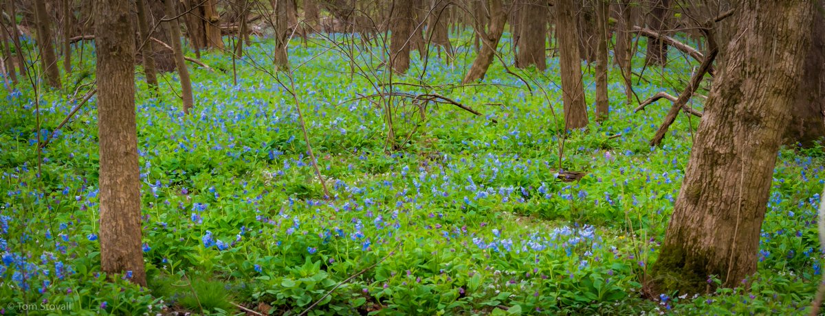 lightlifeimages's tweet photo. #Virginia #Bluebells in full bloom at #BullRunPark #Nova_Parks #NVRPA https://t.co/bHbDPED7xy