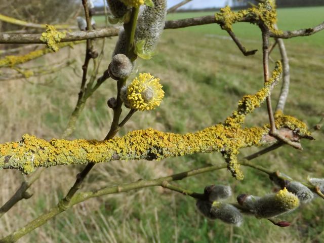 Sulpherous willow and lichen in #Fineshade Wood <a href="/wildlifebcn/">The Wildlife Trust for Beds, Cambs & Northants</a> <a href="/NorthantsNature/">Northants Nature</a> <a href="/ForestryCommEng/">ForestryCommEng</a> @Lichen_News @