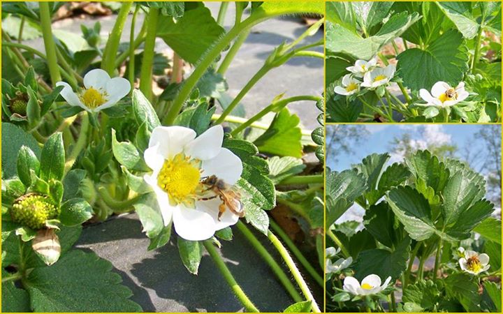 HamlinHills's tweet photo. Pollination by honey bees and wild bees helps prevent deformities and other problems in strawberries! #thankabee https://t.co/p8qcF0ZPwm