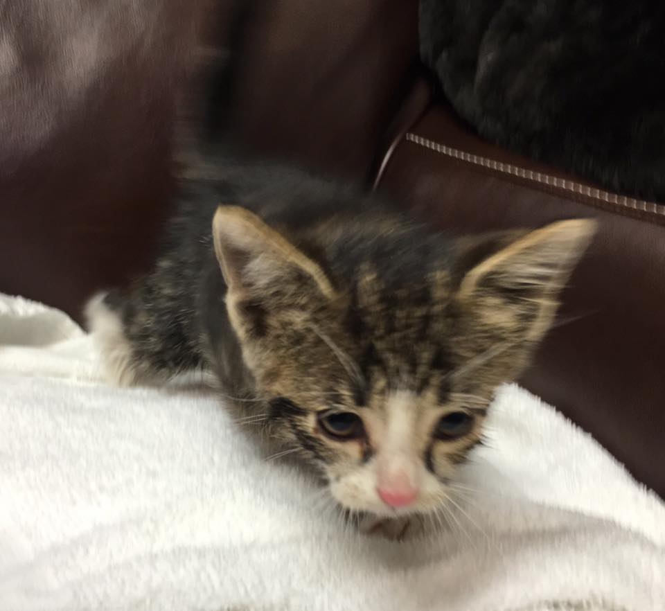 MiamiDadeFire's tweet image. #InBetweenCalls #MDFR, committed to saving lives, even those on 4 legs 🐾🐾. Crews flushed kitten out of storm drain.