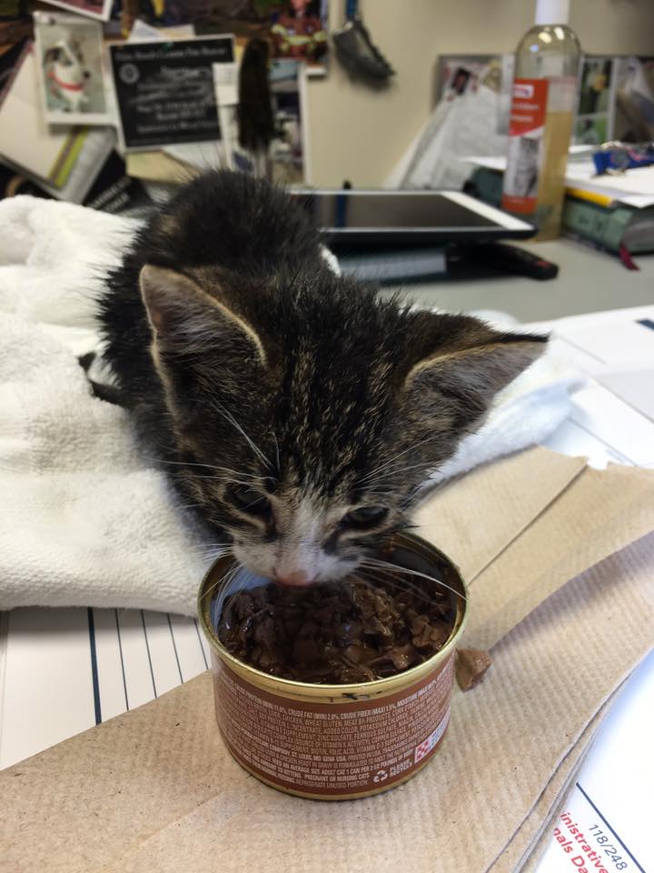 MiamiDadeFire's tweet image. #InBetweenCalls #MDFR, committed to saving lives, even those on 4 legs 🐾🐾. Crews flushed kitten out of storm drain.