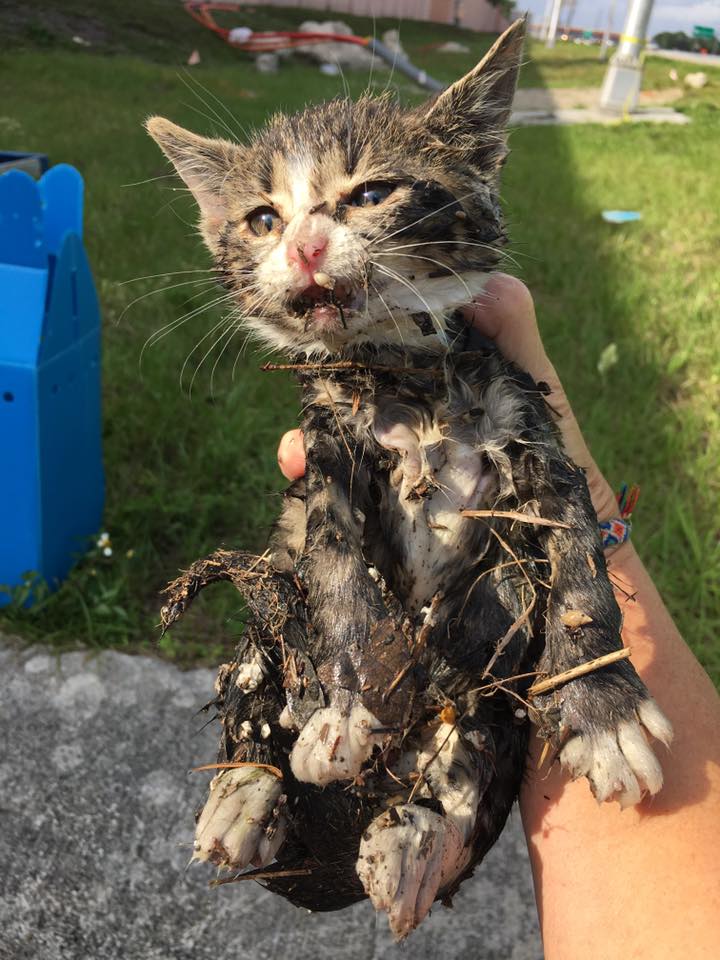 MiamiDadeFire's tweet image. #InBetweenCalls #MDFR, committed to saving lives, even those on 4 legs 🐾🐾. Crews flushed kitten out of storm drain.