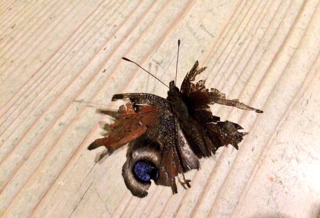 AdamCormack_'s tweet photo. The butterfly that was barely there. This peacock has survived winter &amp; was moving around today - amazing resilience https://t.co/BMRlhQG3nc